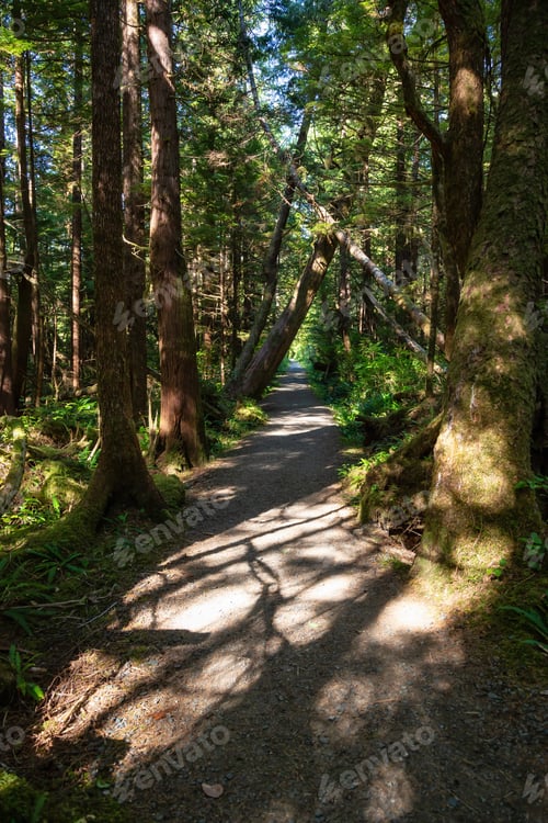 Preview: Path in the woods with green trees