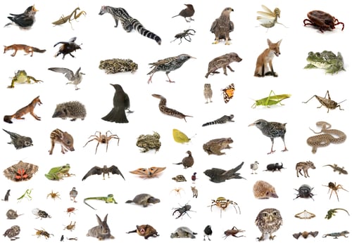 Preview: european wildlife in studio