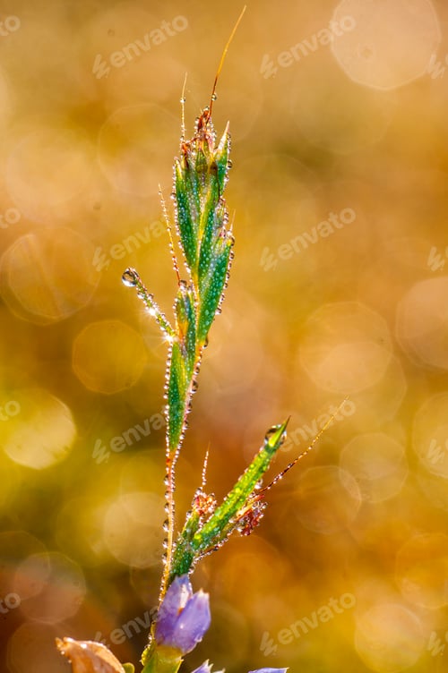 Preview: Fresh green grass with dew drops closeup. Nature Background
