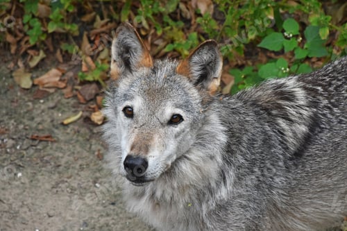 Preview: Close up portrait of young grey wolf