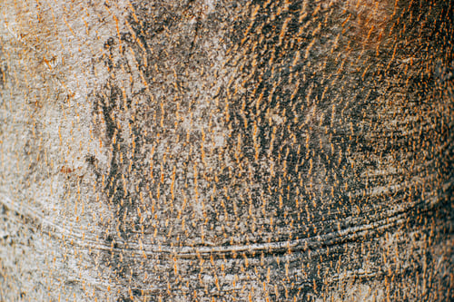Preview: close up of grungy grey bark of tree