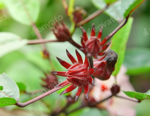 Preview: Hibiscus sabdariffa or roselle fruits flower