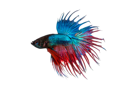 Preview: Crown tail betta splendens fish with vibrant colors