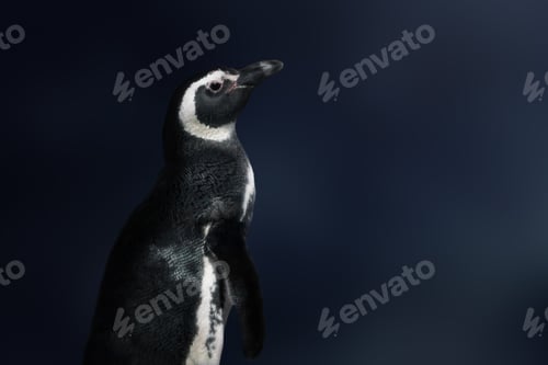 Preview: Magellanic Penguin (Spheniscus magellanicus) - South American Penguin