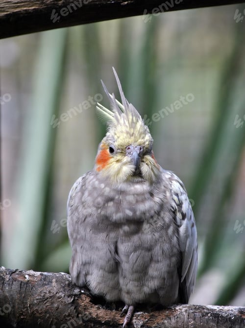 Preview: cockatiel, bird, pet, parrot