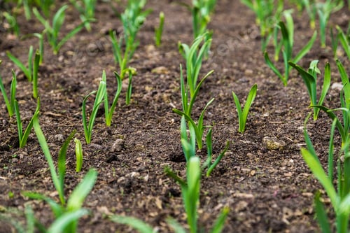 Preview: organically cultivated leek plantation in the vegetable garden