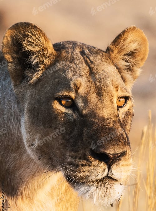 Preview: A Scenic Botswana Wildlife pictures