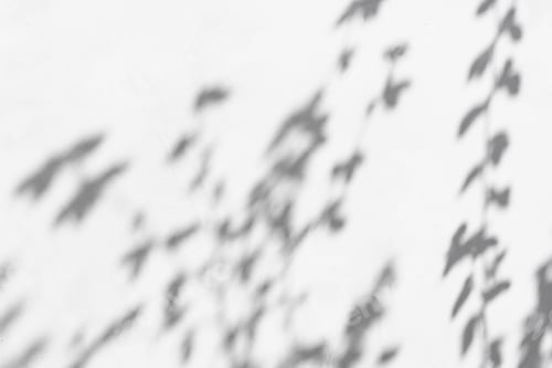 Visualização: Fundo abstrato com sombra de plantas e raios de sol em uma velha parede de concreto cinza.