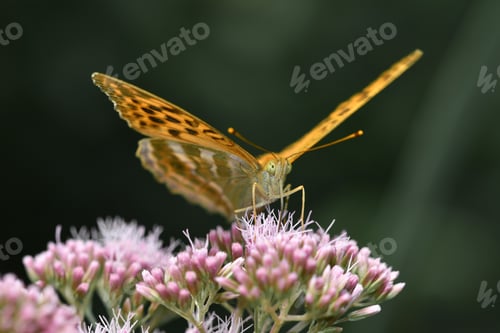 Preview: Closeup macro of a butterfly on pink flowers