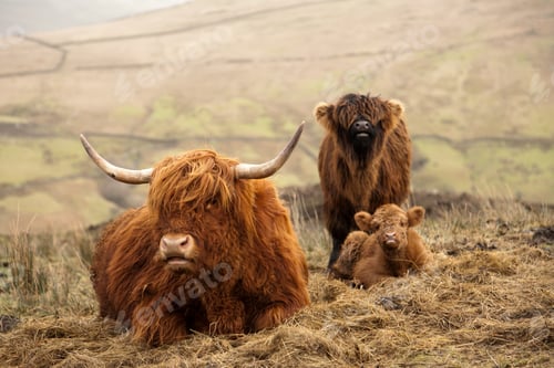 Preview: Beautiful view of hairy Scottish highlanders