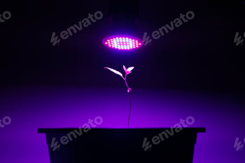 Preview: Plant sapling cannabis growing in pot with LED grow light