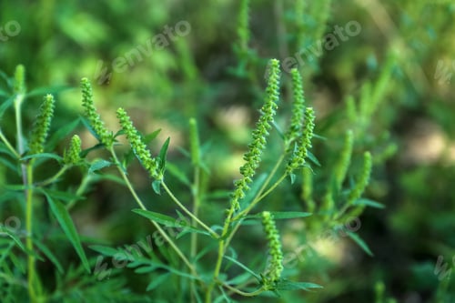 Preview: Blooming Ragweed (Ambrosia) bush outdoors, closeup. Seasonal allergy