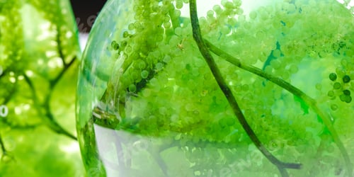 Preview: laboratory of green algae bio-fuel energy, alternative biotechnology science research