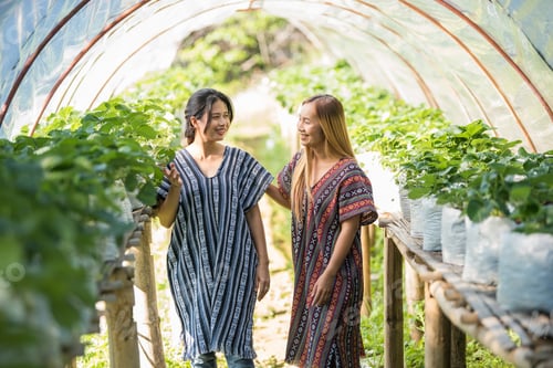 Preview: Beautiful farmer woman checking strawberry farm