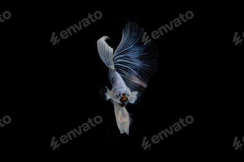 Preview: Beautiful colorful of siamese betta fish