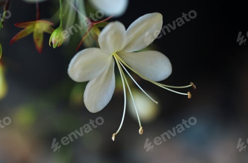 Preview: Close-up view of the white flower with tiny long pollen