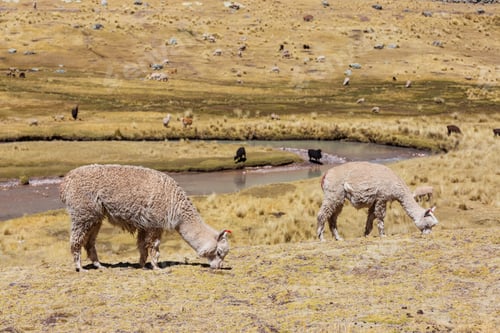 Preview: Alpacas Grazing on a Hillside by a River