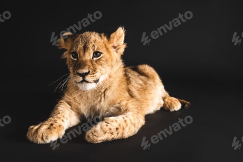 Preview: adorable lion cub lying isolated on black