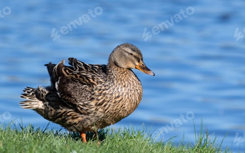 Preview: Mallard, Anas platyrhynchos. A female duck basks on the bank of the river, sitting on the grass