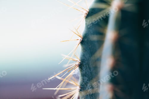 Preview: Cactus thorns. Macro cactus thorns