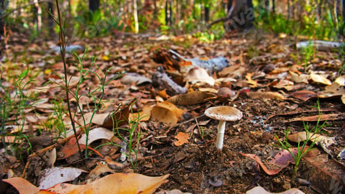 Preview: Mushroom pushing up through the leaf litter.