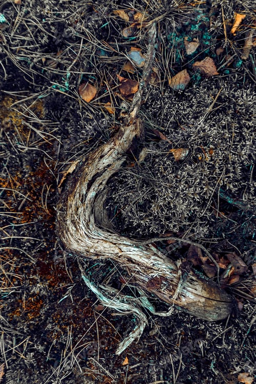 Preview: Closeup shot of ground of the forest with dry branches and leaves, a beautiful fall background