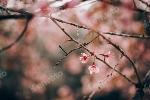 Preview: Cherry blossom