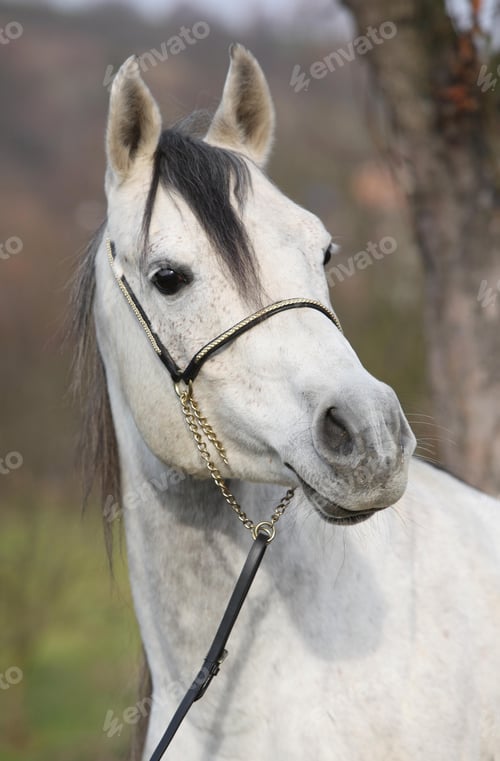 Preview: arabian, horse, mare, stallion, riding