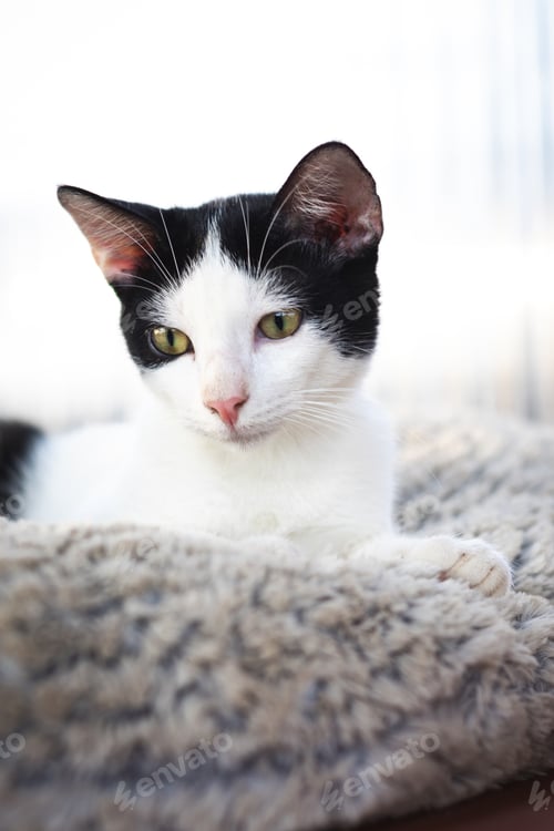 Preview: Kitten lying on a blanket looking away