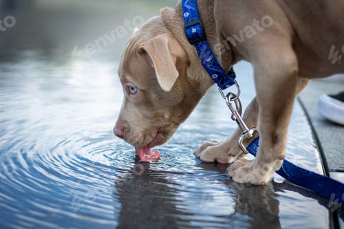 Preview: Closeup shot of a fawn sable pitbull puppy drinking water from a pond.