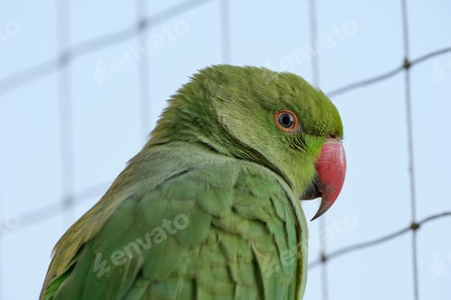 Preview: Closeup of a vibrant green parrot inside a cage