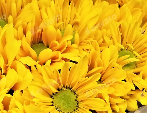 Preview: YELLOW! Bright yellow spring daisies in a beautiful bouquet. Daisies are part of the Aster family.