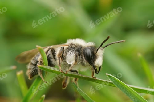 Preview: Natural closeup on a male grey mining bee, Andrena vaga sitting in the grass