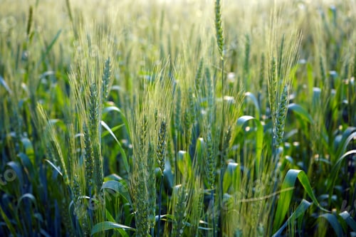 Preview: Wheat field, Ears of green wheat close up.