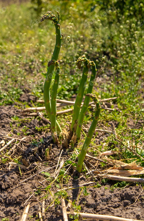 Preview: Asparagus grows in the garden. Selective focus.