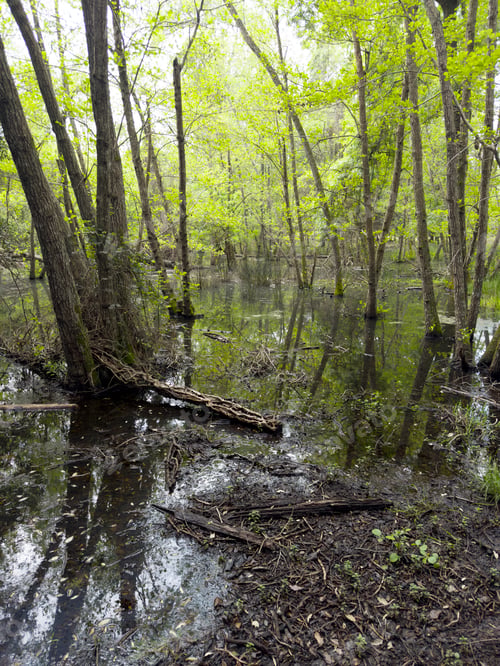 Preview: Photo documentation of a quiet wooded swamp area on a spring day
