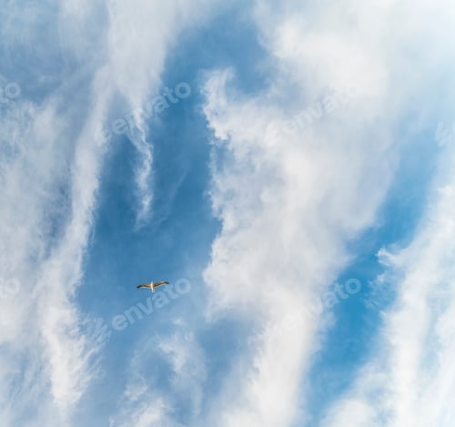 Preview: Low angle view of bird flying in cloudy blue sky