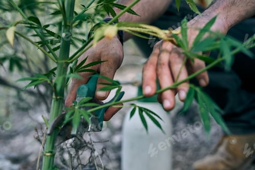 Preview: Young man's hands cropping a large cannabis plant in the garden