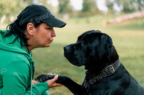Preview: a woman trains a black dog of Cane Corso breed on a walk in the park obeys the command give me a paw