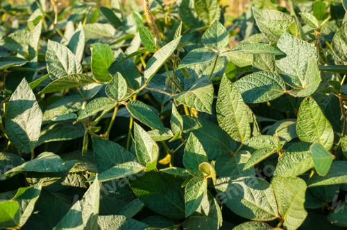 Preview: fresh soy leaves, shoots and pods close up