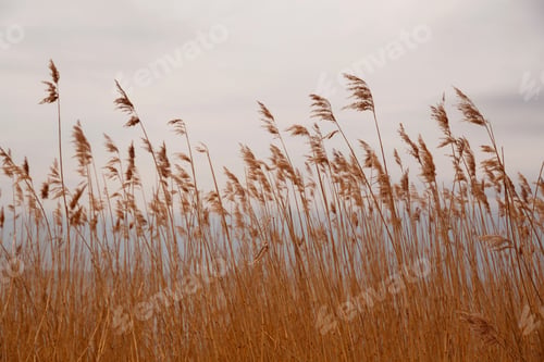 Preview: Pampas grass (Cortaderia selloana), reed, reed seeds. Abstract natural background