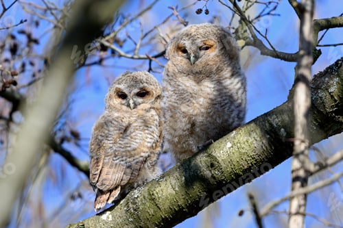 Preview: Tawny owl (Strix aluco) Juvenile