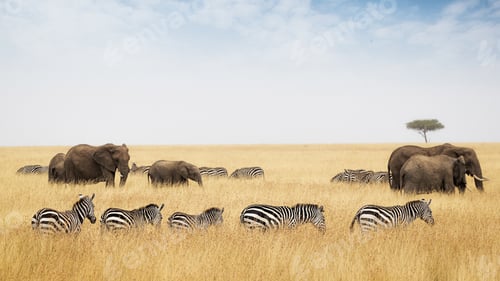 Preview: Zebra and Elephants Walking in Kenya Grasslands