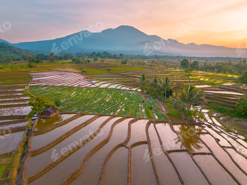 Preview: Beautiful morning view in Indonesia, panoramic landscape of rice fields with mountain
