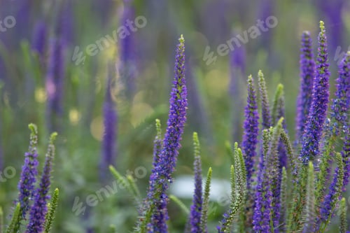 Preview: Purple Flowers
