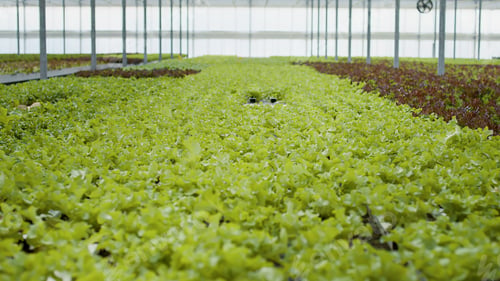 Preview: Closeup of green lettuce in organic farm being cultivated without pesticides ready for harvesting