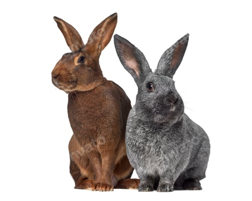 Preview: Belgian Hare and Argente rabbit isolated on white