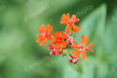 Preview: Bright Silene Chalcedonica flowers on soft green background