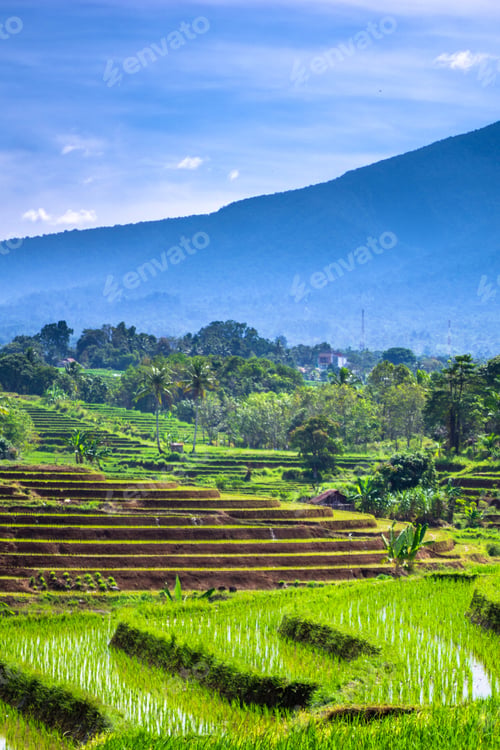 Preview: beautiful morning view from Indonesia of mountains and tropical forest