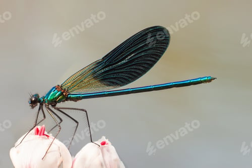 Preview: dragongly sit on a flower in summer day